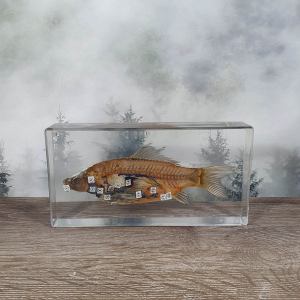 Fish Dissection in Resin
