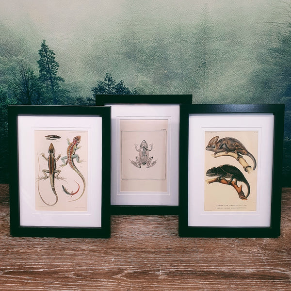 Naturalist Print in 17x22cm Black Frame | Reptiles/Amphibians