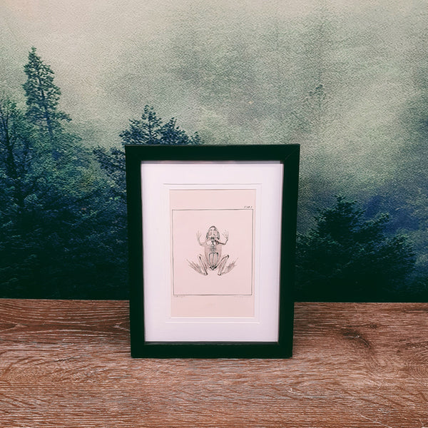 Naturalist Print in 17x22cm Black Frame | Reptiles/Amphibians