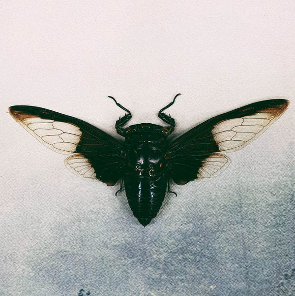 Giant Batwing Cicada (Cryptotympana Aquila) Dehydrated Specimen