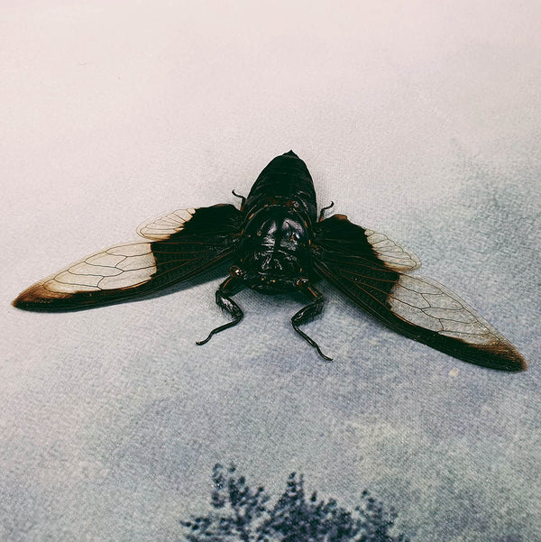 Giant Batwing Cicada (Cryptotympana Aquila) Dehydrated Specimen