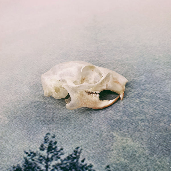 Plantain Squirrel (Callosciurus Notatus) Skull