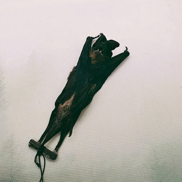 Javan Mastiff Bat (Otomops Formosus) - Hanging