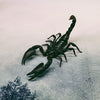 Blue Forest Scorpion (Heterometrus Cyaneus) Dehydrated Specimen