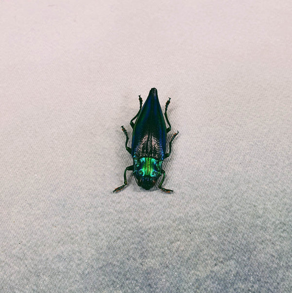 Jewel Beetle (Cyphogastra Calepyga) Dehydrated Specimen