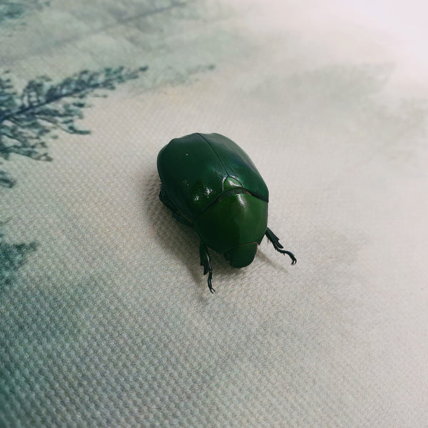 Large Green Chafer Beetle (Anomala Cupripes) Dehydrated Specimen