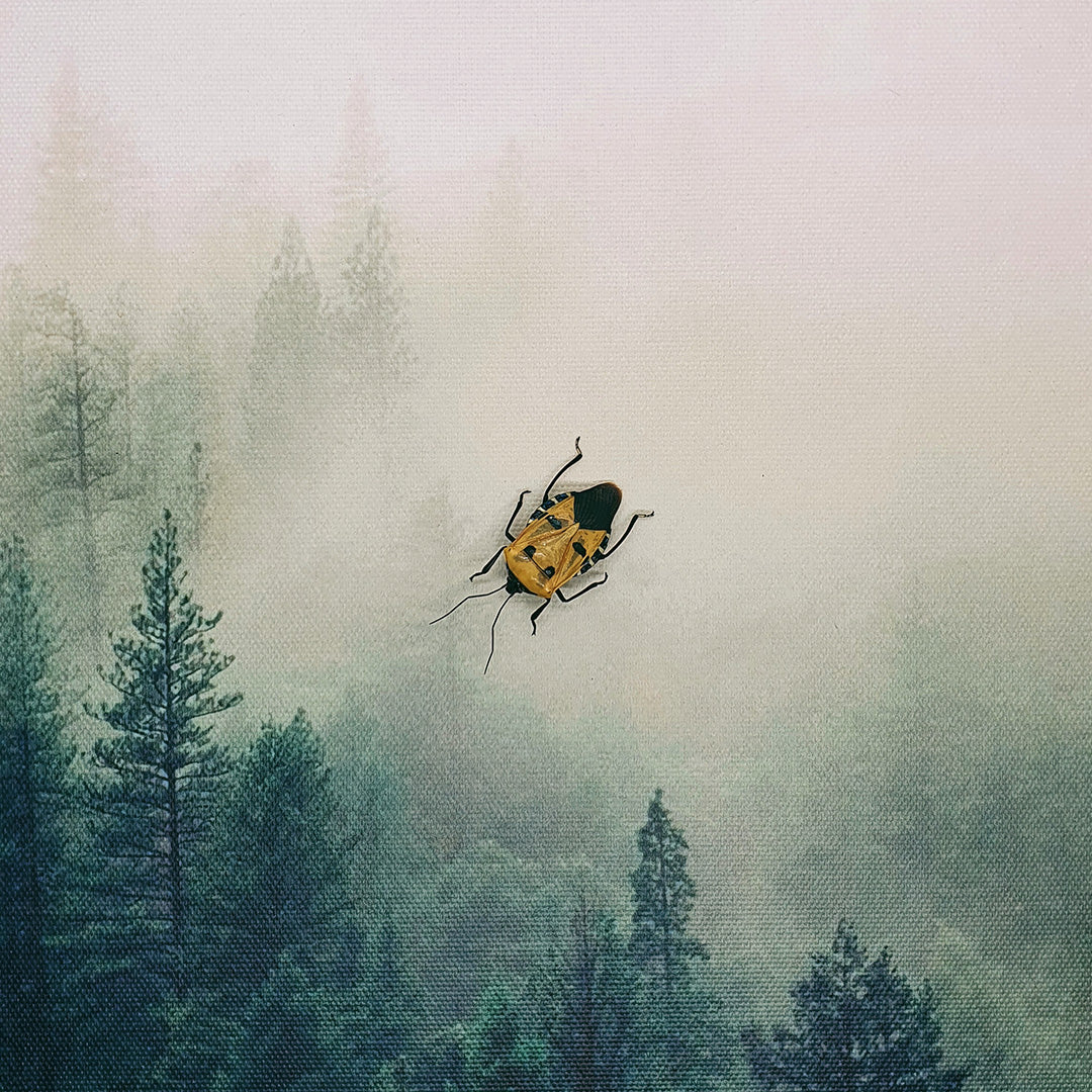 Man-faced Stink Bug (Catacanthus Incarnatus) Dehydrated Specimen