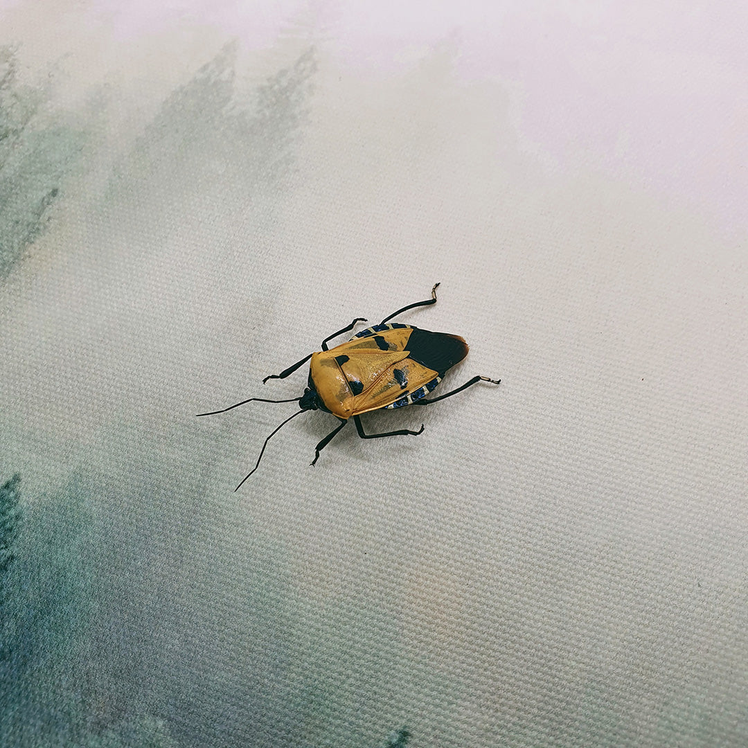 Man-faced Stink Bug (Catacanthus Incarnatus) Dehydrated Specimen