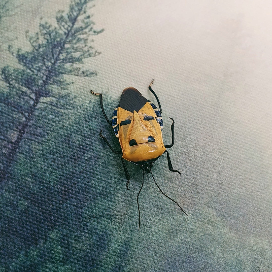 Man-faced Stink Bug (Catacanthus Incarnatus) Dehydrated Specimen