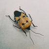 Man-faced Stink Bug (Catacanthus Incarnatus) Dehydrated Specimen