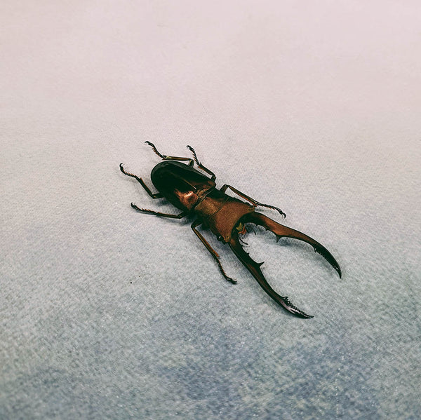 Metallic Stag Beetle (Cyclommatus Metallifer) Dehydrated Specimen