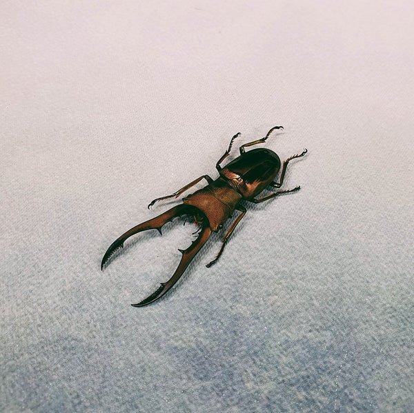 Metallic Stag Beetle (Cyclommatus Metallifer) Dehydrated Specimen