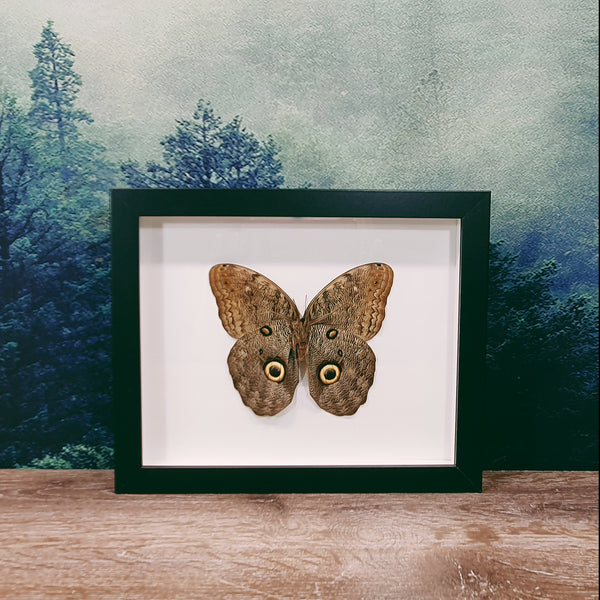 Caligo Eurilochus Forest Giant Owl Butterfly In Frame