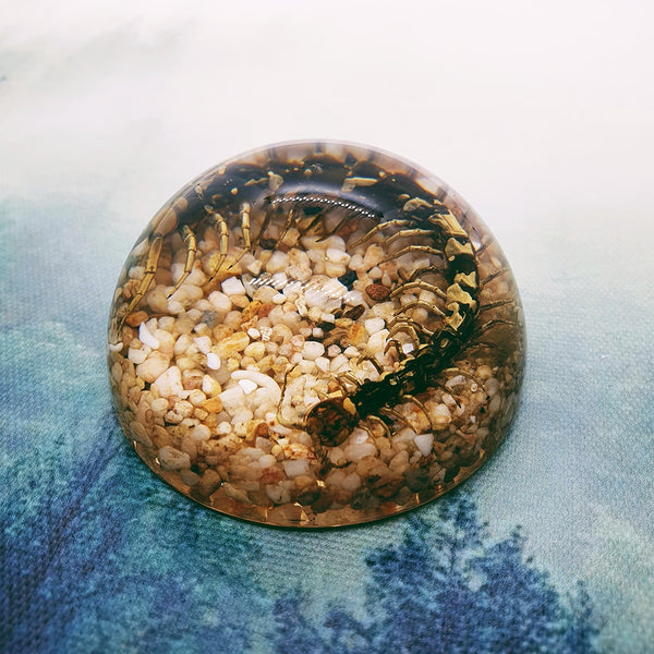 Centipede + Pebbles Embedded in Resin Dome 60mm
