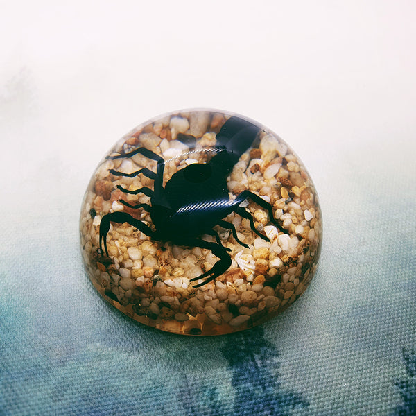 Black Scorpion + Pebbles Embedded in Resin Dome 60mm