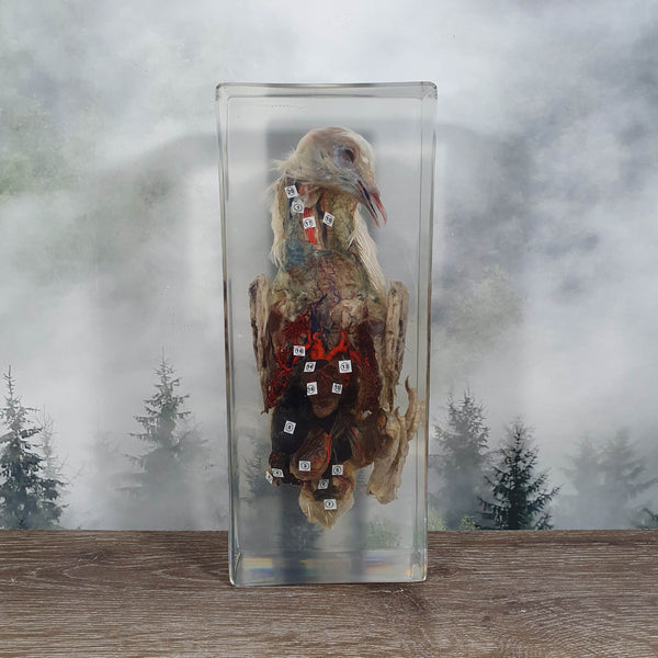 Pigeon Dissection in Resin