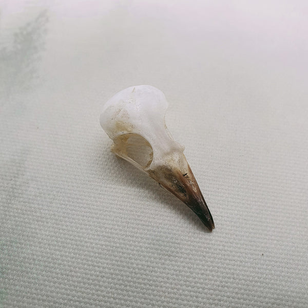 Sooty Headed Bulbul (Pycnonotus Aurigaster) Bird Skull
