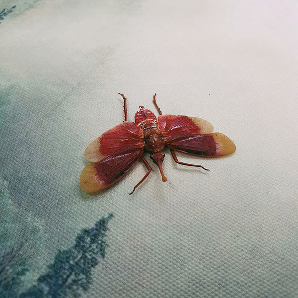 Blood Red Lanternfly (Pyrops Hamdjahi) Dehydrated Specimen