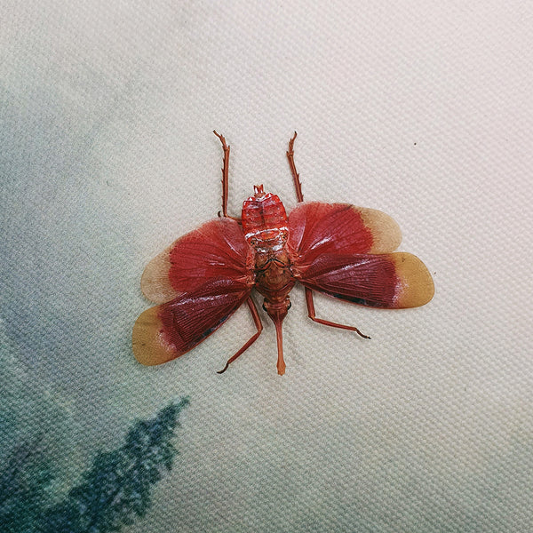 Blood Red Lanternfly (Pyrops Hamdjahi) Dehydrated Specimen