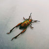 Frog-legged Beetle (Sagra Laticollis) Dehydrated Specimen