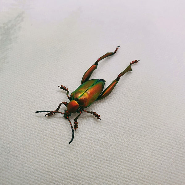 Frog-legged Beetle (Sagra Laticollis) Dehydrated Specimen