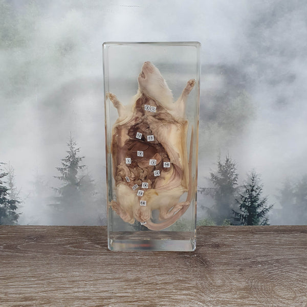 Rat Dissection in Resin
