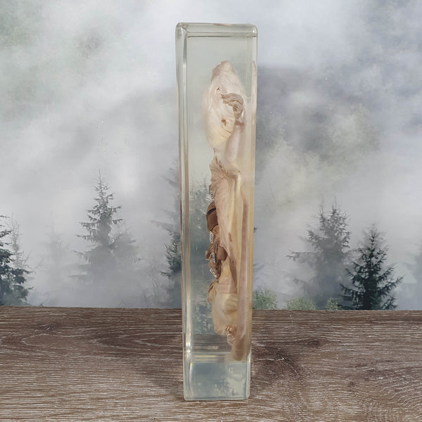 Rat Dissection in Resin