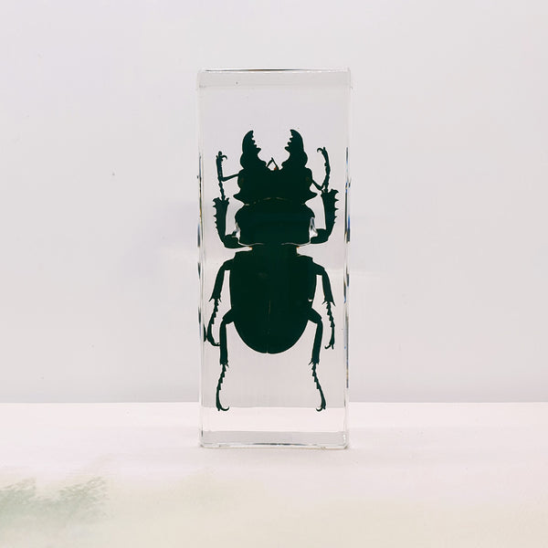 Blackish Stag Beetle Embedded in Resin 110mm
