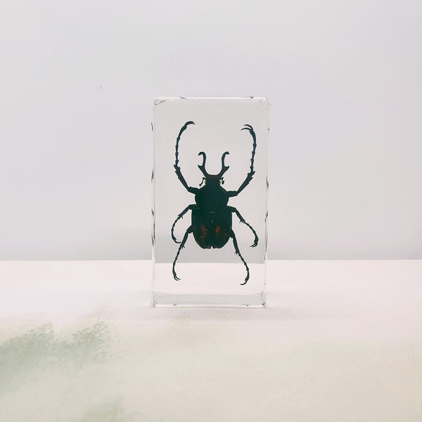 Antler-horned Beetle Embedded in Resin 74mm