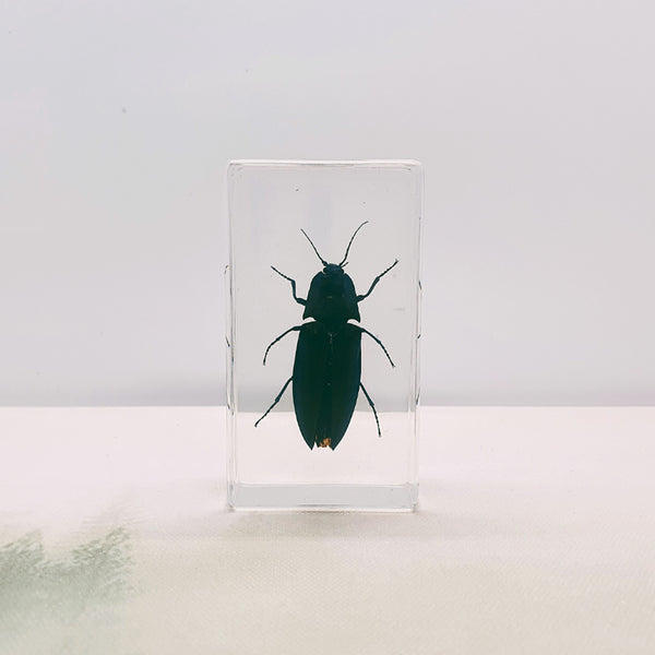 Click Beetle Embedded in Resin 74mm