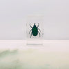 Green Rose Chafer Beetle Embedded in Resin 74mm