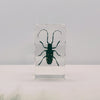 Spotted Longhorn Beetle Embedded in Resin 74mm