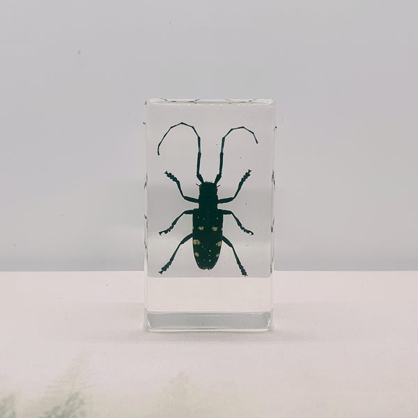 Spotted Longhorn Beetle Embedded in Resin 74mm