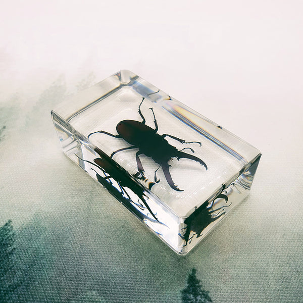 Blackish Stag Beetle Embedded in Resin 74mm
