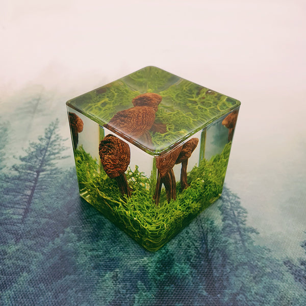 Mushrooms Embedded in 50mm Resin Cube