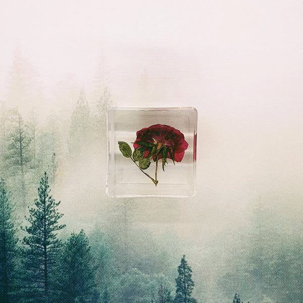 Pressed Rose Embedded in 50mm Resin Cube