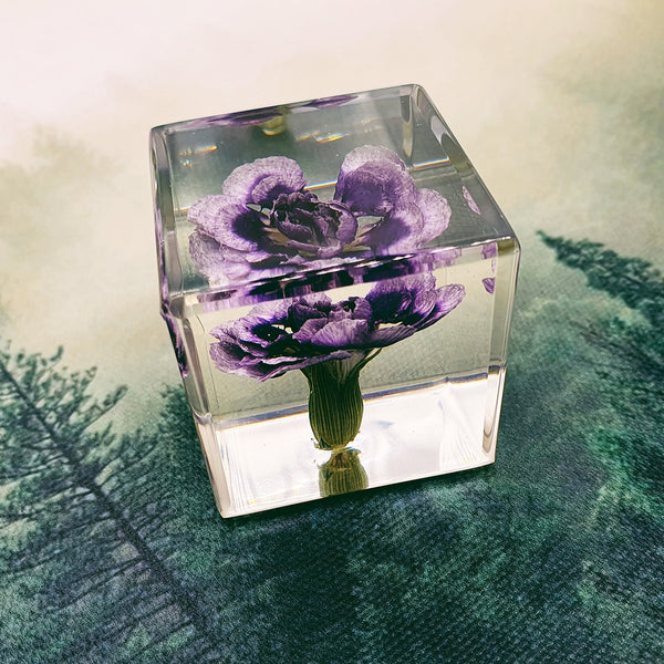 Purple Carnation Embedded in 40mm Resin Cube