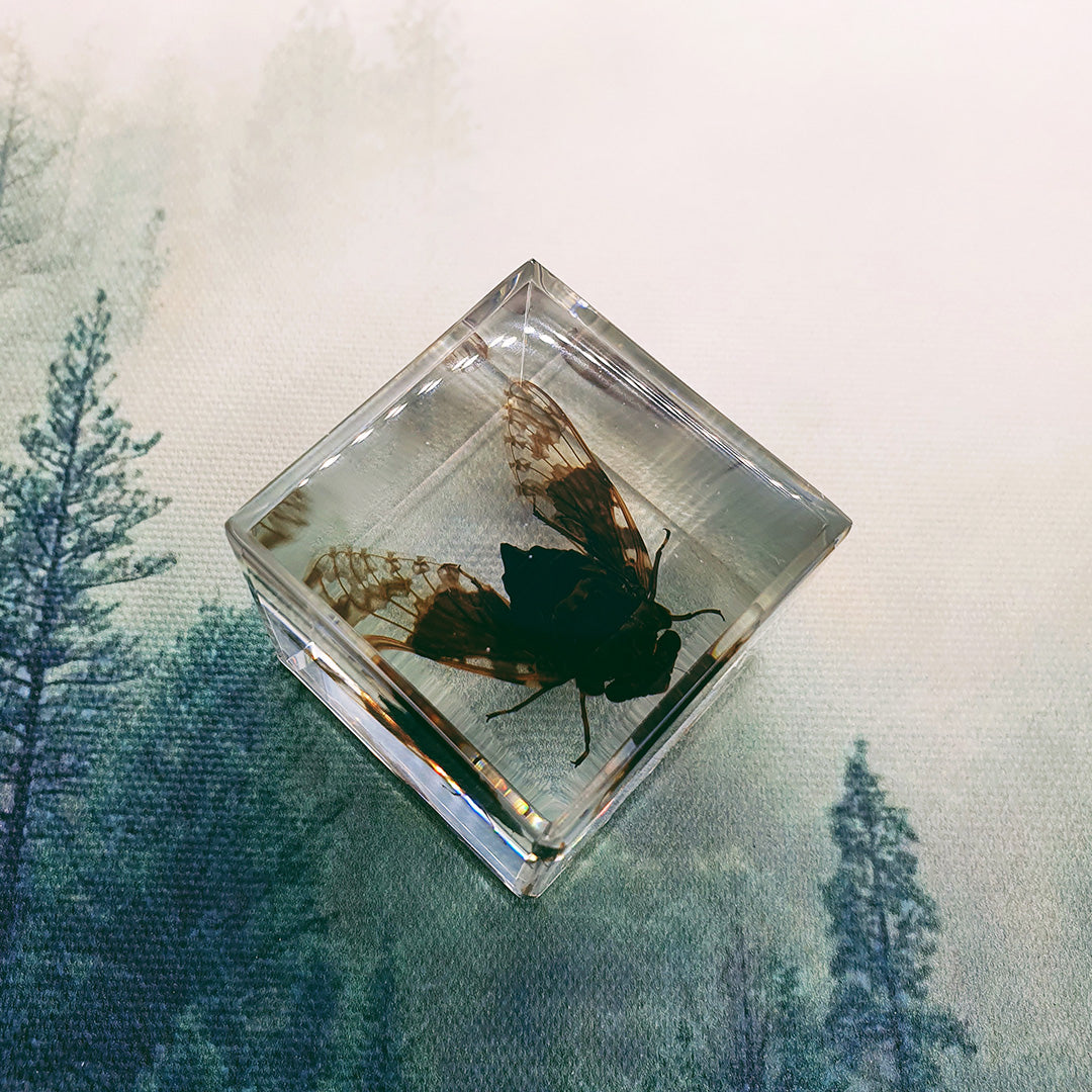 Resin Encased Insect, Animal, Plant & Mineral Specimens