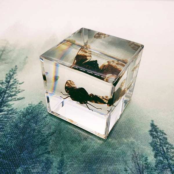 Cicada Embedded in 40mm Resin Cube