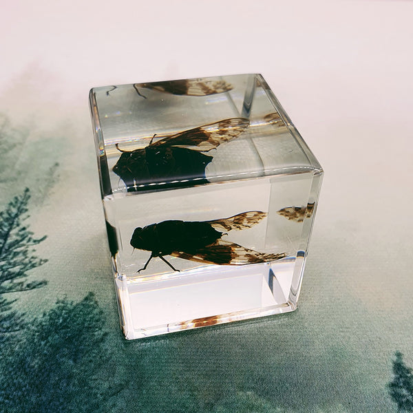Cicada Embedded in 40mm Resin Cube