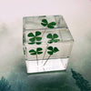 Lucky Clovers Embedded in 40mm Resin Cube