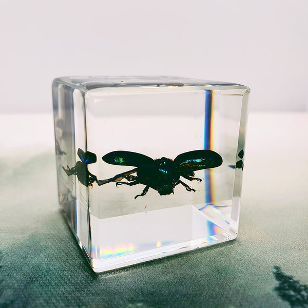 Shining Leaf Beetle Embedded in 40mm Resin Cube