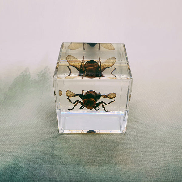 Wasp Embedded in 40mm Resin Cube