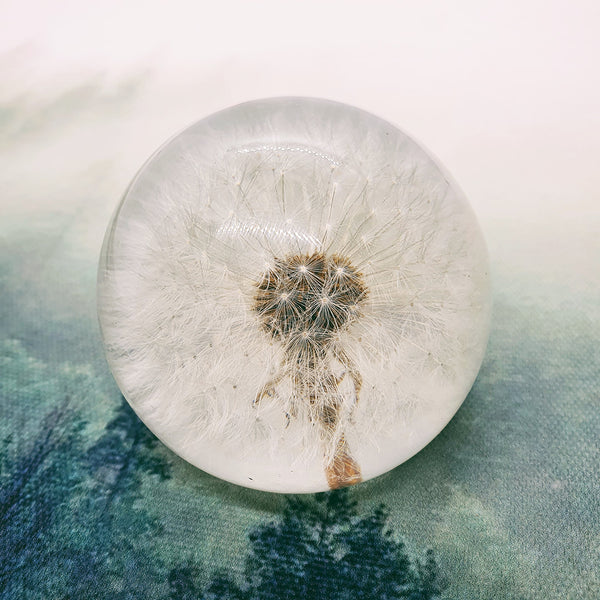 Dandelion Embedded in Resin Globe 60mm