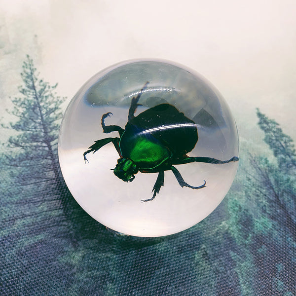Green Rose Chafer Beetle Embedded in Resin Globe 60mm