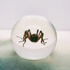 Spider Embedded in Resin Globe 60mm