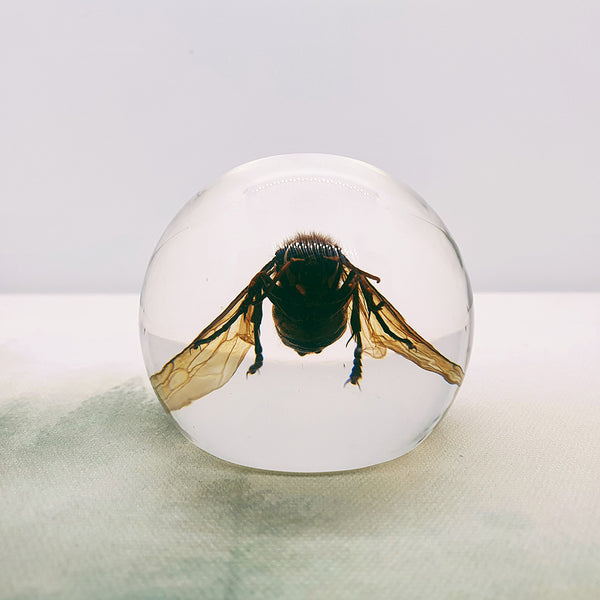 Wasp Embedded in Resin Globe 60mm