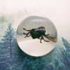 Wasp Embedded in Resin Globe 60mm