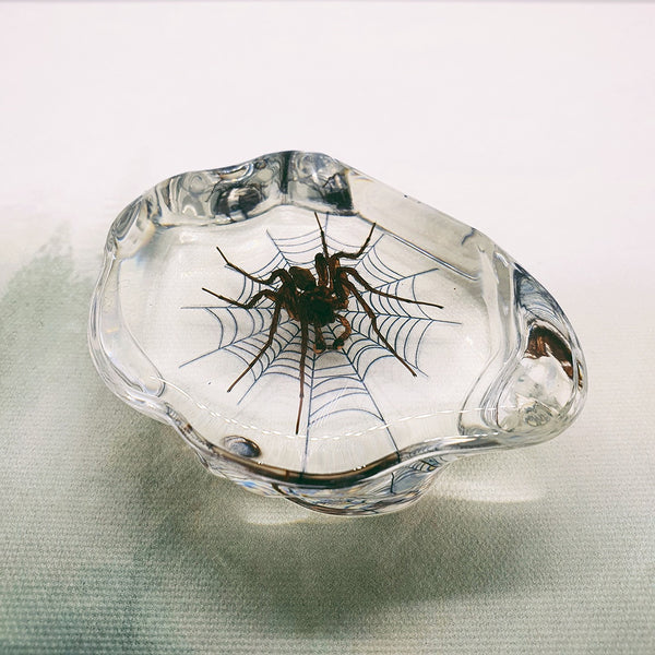 Spider + Web Embedded in Irregular Resin Shape