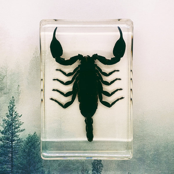 Black Scorpion Embedded in Resin 130mm